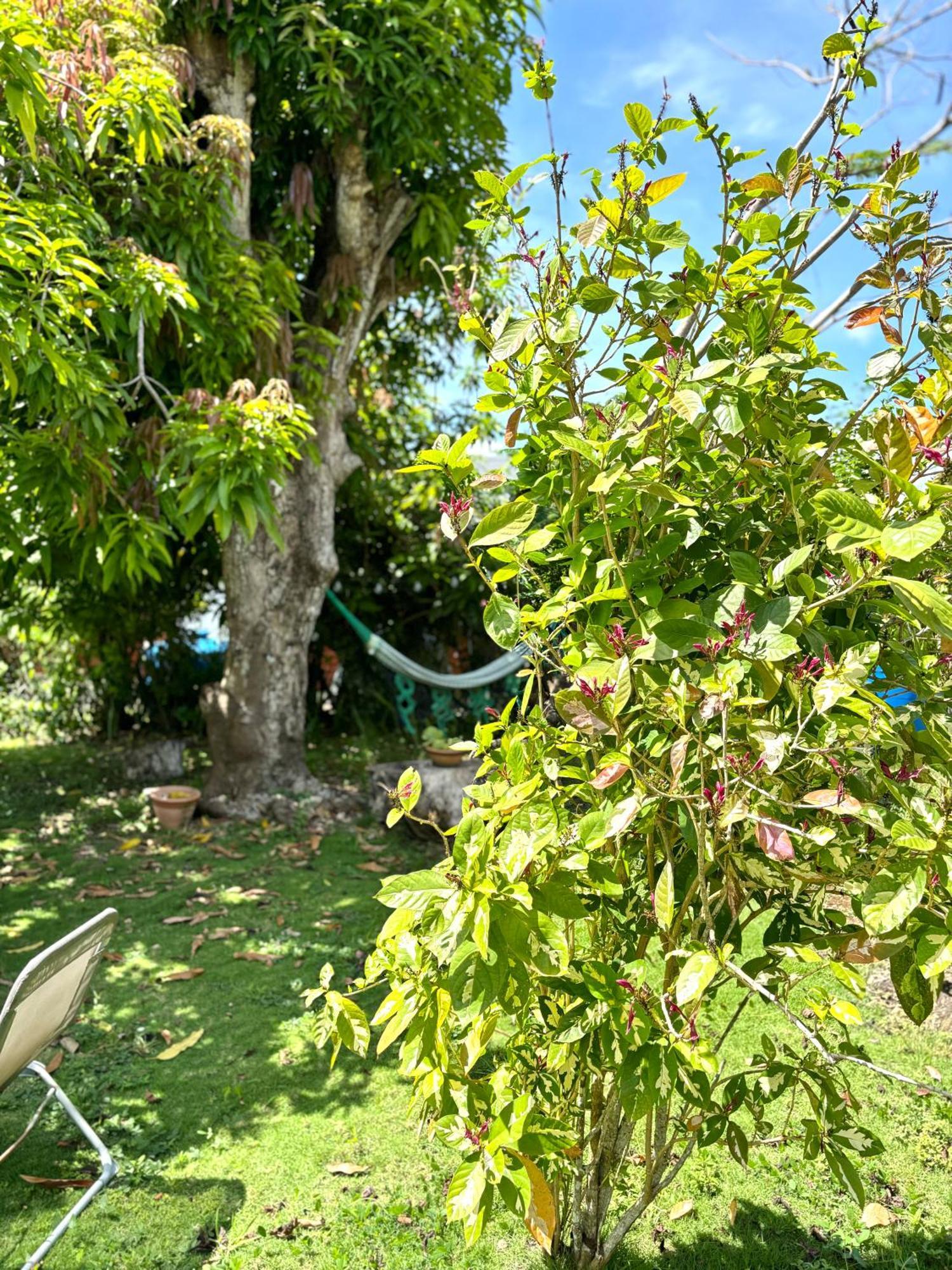Villa Les Flamboyants à Anse-Bertrand Extérieur photo
